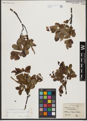 Foto von Salix waldsteiniana Willd.